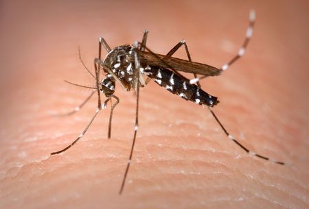 Делтапланери нападат Бургас, пръскат срещу мутирали комари