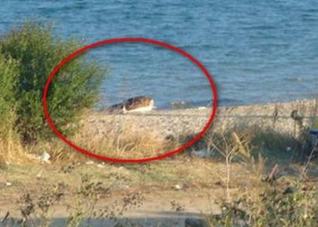 Ужасяваща находка! Морето изхвърли трупове на крави край Ахтопол и Обзор