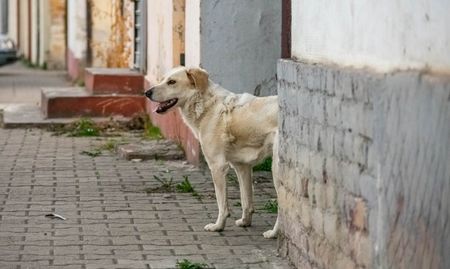 Бездомни кучета нападнаха дете в Хасково, целите му крака са нахапани