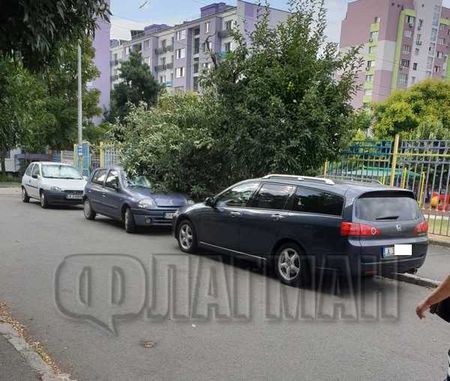 Внимание! Опасно дърво в Бургас всеки момент може да падне и да убие човек