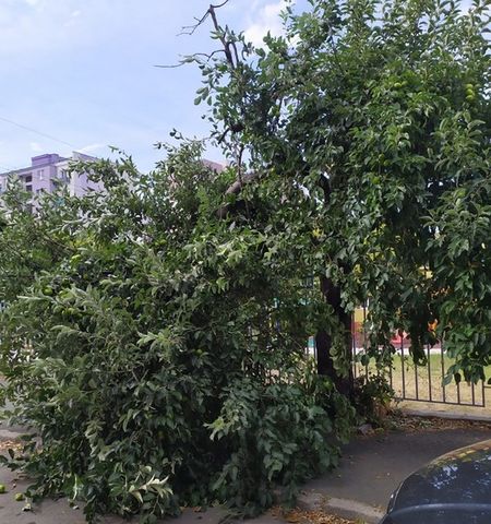 Светкавична реакция! Община Бургас премахна опасното дърво до ОУ „Антон Страшимиров"