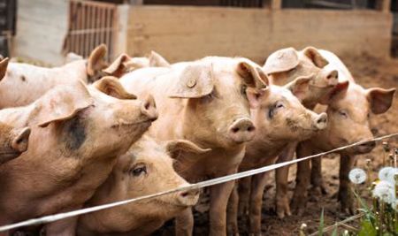 За първи път: Откриха африканска чума по домашни свине в Бургаско, започва умъртвяване в 3-км зона