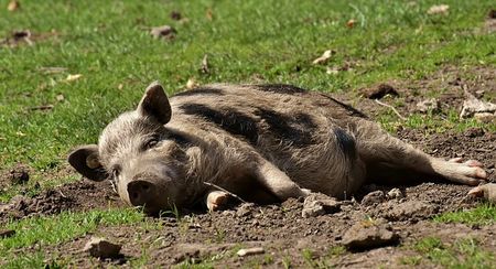 Установиха ново огнище на Африканска чума по свинете в област Плевен