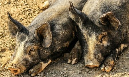 Започна умъртвяването на 17 000 свине в свинекомплекс край Русе