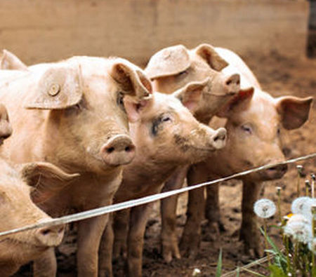 Успокояващо: Свинско с африканска чума не се продава
