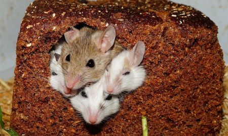 Учени предизвикаха халюцинации при мишки