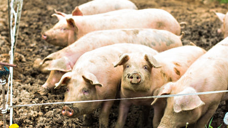 Европейската комисия прати спешен екип заради чумата по прасетата