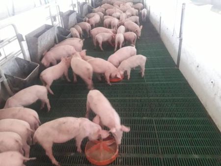Откриха африканска чума в трета ферма с 30 000 прасета