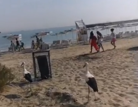 Невиждано! Щъркели се разхождат сред хората на плажа в Крайморие