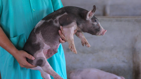 Опасна ли е свинската чума за хората