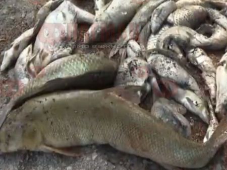 Екокатастрофа край Враца, тонове мъртва риба в Искър