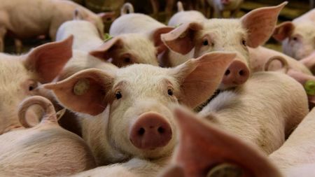 В Средец предупреждават стопаните на свине за африканската чума