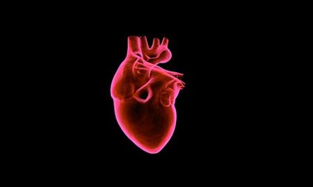 Уникално! Учени създадоха функционални части на сърце от колаген