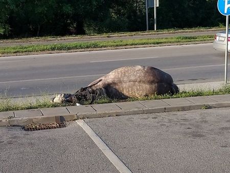 Мъртъв кон на тротоара шокира минувачи, общински служител предложи да го направят на луканка