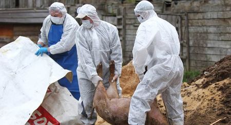 Ветеринари предупреждават: Чакайте екокатастрофа в Русенско заради чумата