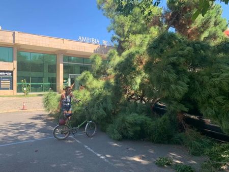 На косъм от огромна трагедия в Слънчев бряг: 10-метрово дърво се стовари върху паркинг