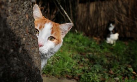 Защо котките са като визитка на Турция? Тя ли е прародината им?