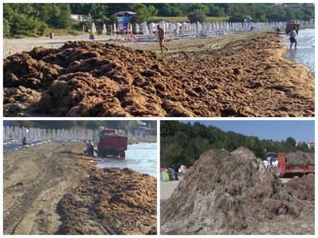 Какво да правят концесионерите с тоновете водорасли по плажовете