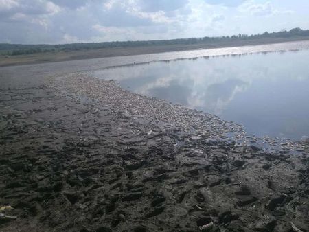 Само във Флагман! Екокатастрофа край Руен - тонове мъртва риба изплува в язовир Ръжица