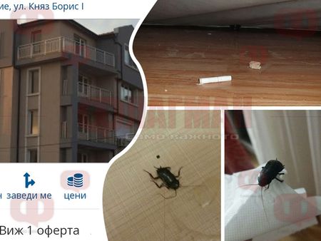 Разочарованието на българско семейство: Платихме за чудесна почивка в Поморие, а получихме вмирисана стая, пълна с хлебарки