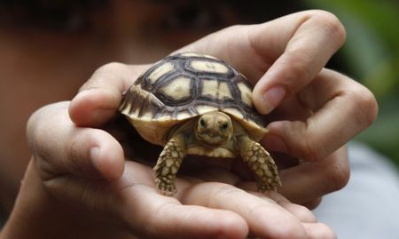 Най-възрастният домашен любимец – костенурка на 121 г.