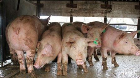 Около 30% от индустриалното свиневъдство вече е унищожено