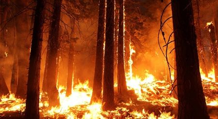 Голям пожар бушува край Харманли, горят 1000 дка гори
