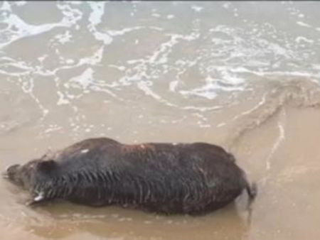 Чума в Черноморец, диво прасе е изхвърлено на плажа