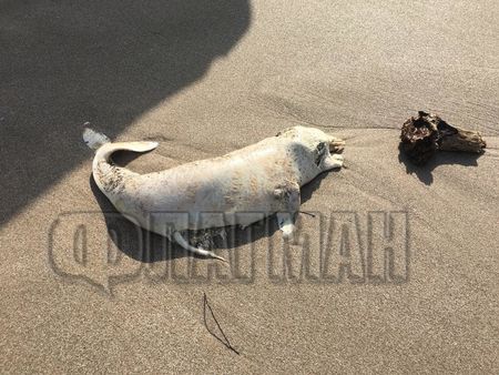 Ужасяваща находка в Ахтопол! Морето изхвърли два мъртви делфина 
