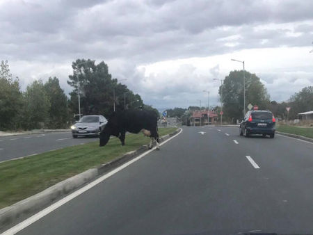 Опасно! Крава се разхожда в сумрака на входа на Слънчев бряг
