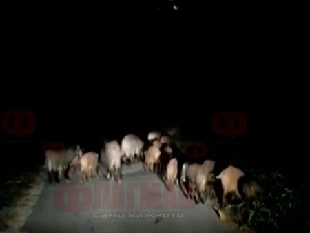 Организирана престъпна група от прасета тормози жителите на квартал в Габрово, гонят ги с пиратки