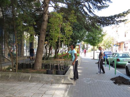 Масово засаждат фиданки по ул. „Фердинандова“ в Бургас