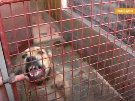Мъчителна смърт за 11 кучета в Пловдив, използвали ги за боеве