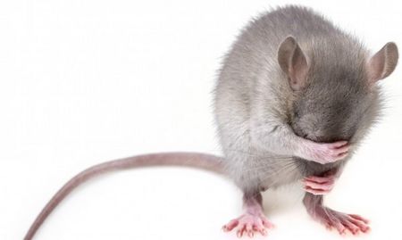 Мишка падна от тавана на Белия дом в скута на журналист