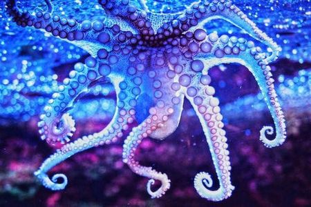 Учени заснеха октопод, променящ цветовете в съня си