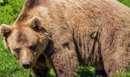 Мечки се разхождат по градските улици в Румъния