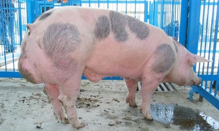 Нови случаи на чума по свинете в Шуменско