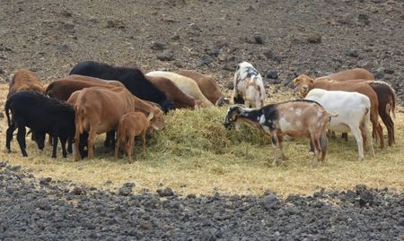 Камион се вряза в стадо с кози, уби 22 от тях