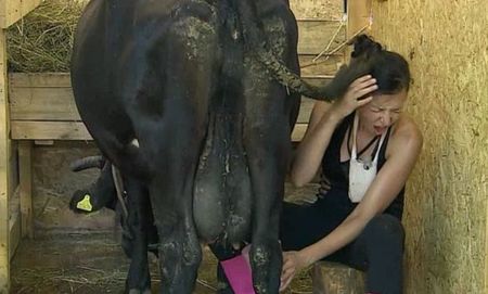 Крава затисна участничка във "Фермата"