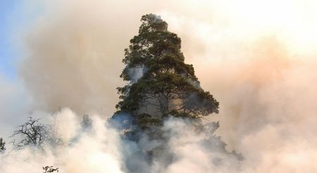 Пожарът в Рила изпепели досега гора за над 1 млн. лв.