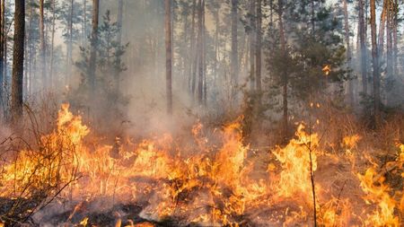 Най-големият пожар в Европа захапа Чипровци