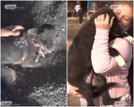 Спасено ли е малтретираното куче или ромите предадоха друго на полицията и природозащитниците?