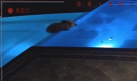 Изненада чака мечето, което се къпе в басейн на хотел