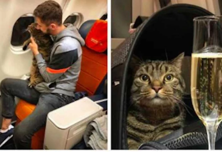Твърде дебела котка не беше допусната в салона на самолета и я пратиха в бизнес класа