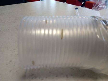 Шок в магазина: Столичанка откри червеи в пакет с пластмасови чаши