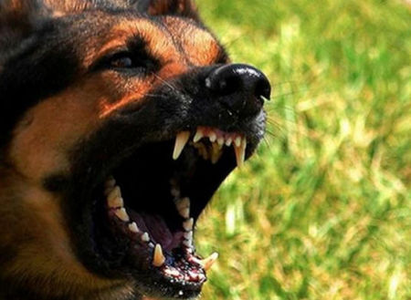 Заради ухапване: Собственичка на куче плаща 4500 лв