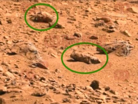 Откриха насекоми на Марс с помощта на Кюриосити