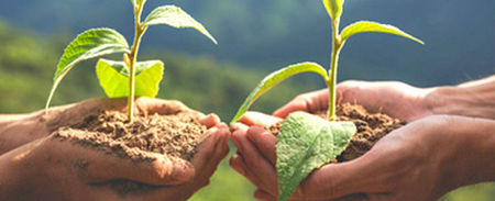 Включете се в кампанията на Община Бургас "Засади дърво"