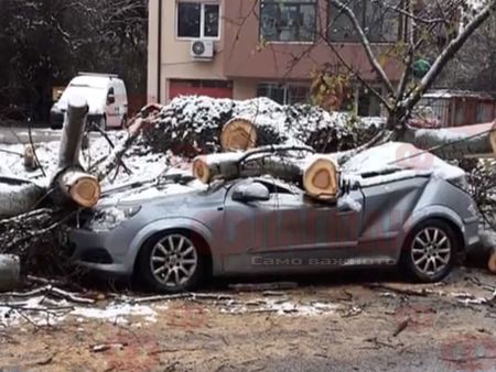 Топола падна върху автомобил в Пловдив