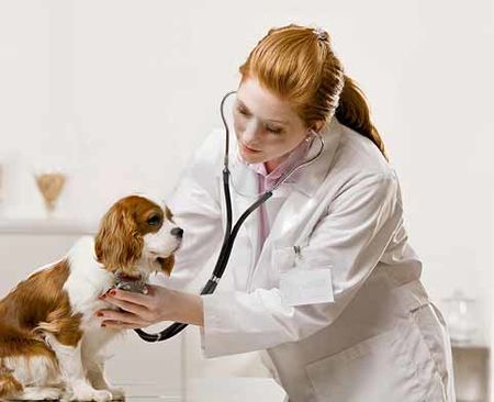 Ветеринарните лекари отбелязват професионалния си празник